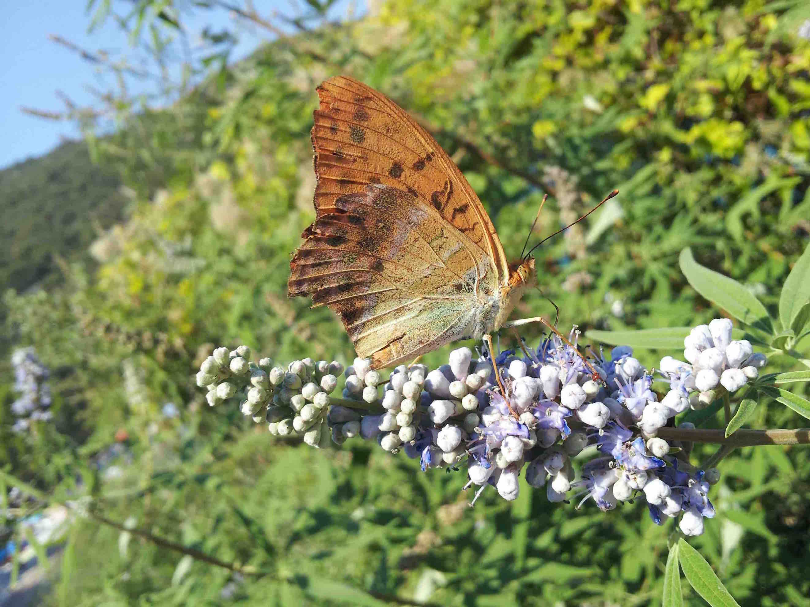 Argynnis sp? Argynnis paphia